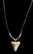 Fossil Angustiden Tooth Necklace - Megalodon Ancestor #36570-1